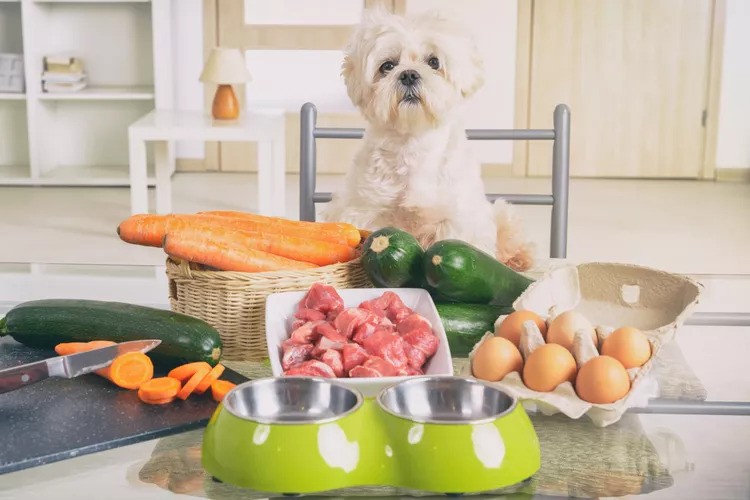 Nutrition and Diet :Dog Care Tips